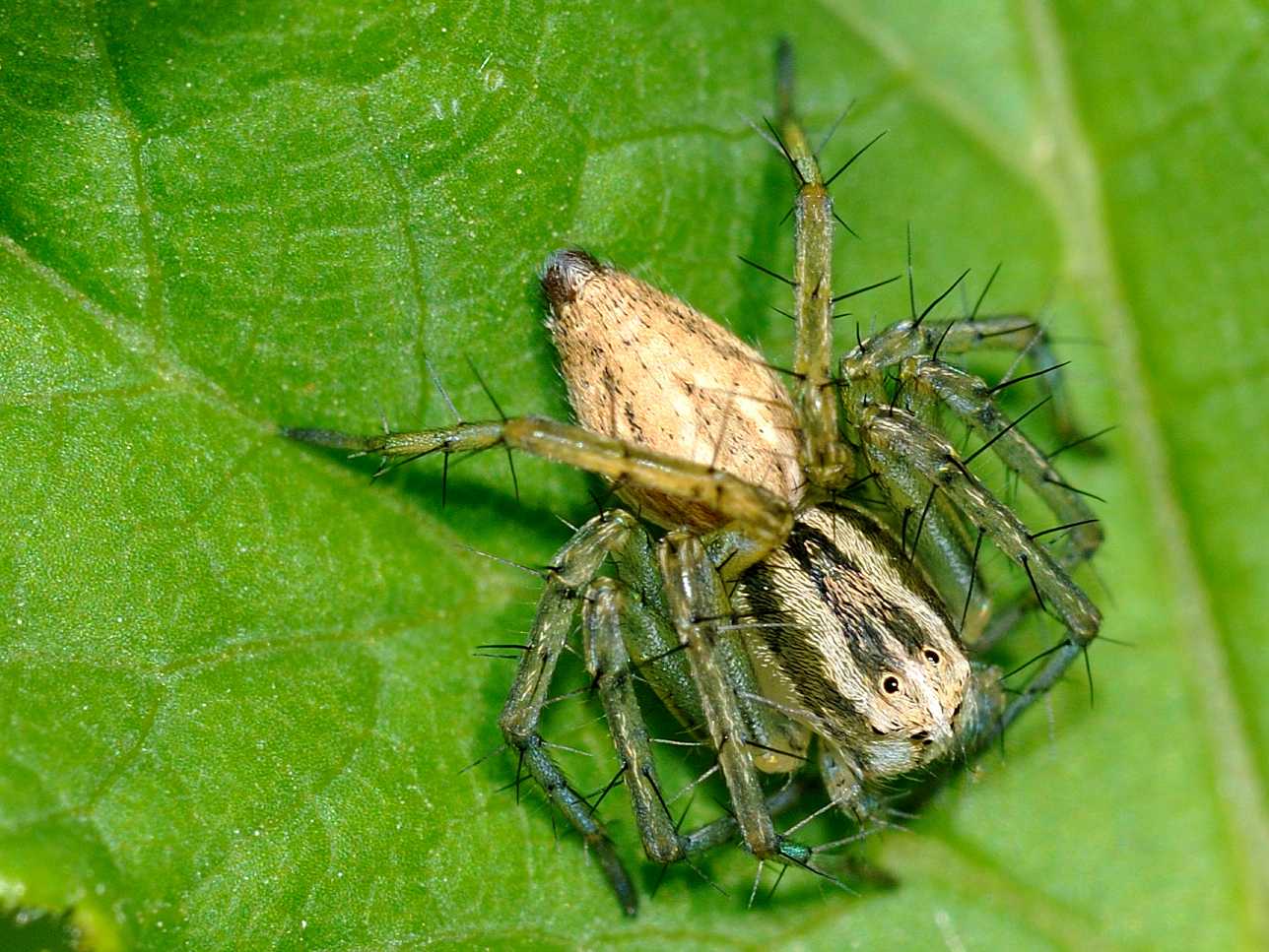 Oxyopes sp.